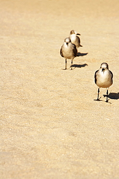 Close-up of seagulls on the beach, Miami Beach, Florida, USA