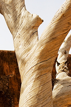 Close-up of a tree, Jaigarh Fort, Jaipur, Rajasthan, India