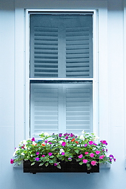 Close-up of plants in a box on a window, Boston, Massachusetts, USA