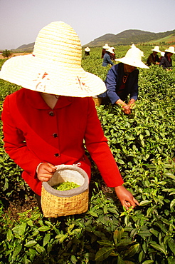 Group of women harvesting tea leaf, Yixing, Jiangsu province, China