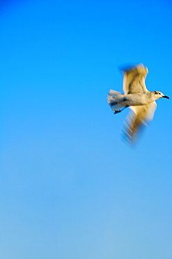 Low angle view of a seagull flying