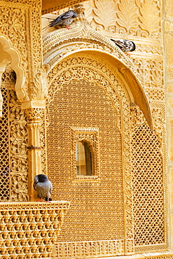 Pigeons sitting on the ledge of a window, Jaisalmer, Rajasthan, India