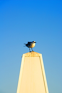 Close-up of a seagull perched on a stone structure