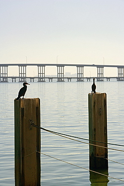 Silhouette of birds perched on wooden posts, Miami, Florida, USA