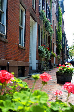 Flowering plants in front of a building, Boston, Massachusetts, USA