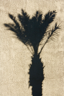 Shadow of a palm tree on a wall