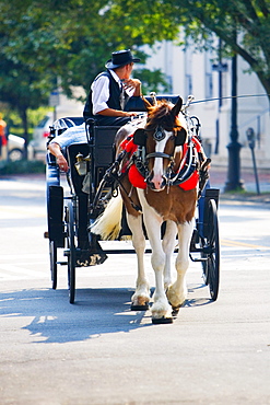 Man riding a horse cart, Savannah, Georgia, USA