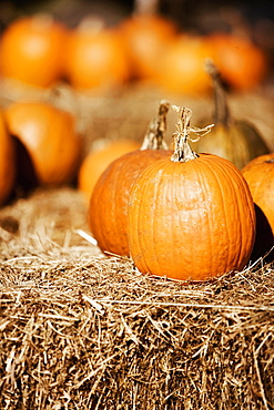 Close-up of pumpkins