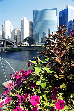 Buildings along a river, Chicago River, Chicago, Illinois, USA