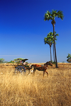 Horse cart in a field, Bagan, Myanmar