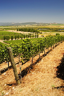 Panoramic view of a vineyard, Napa Valley, California, USA