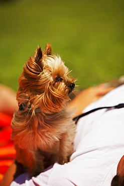 Close-up of a Yorkshire Terrier with its master