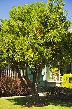 Orange tree in front of a house