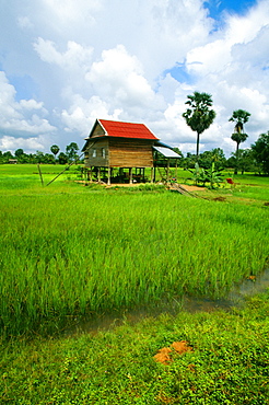 Farmhouse in a rice field, Siem Reap, Cambodia