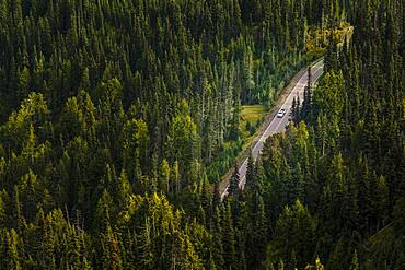 Aerial view of a dirt road through a thick forest in Olympic National Park.