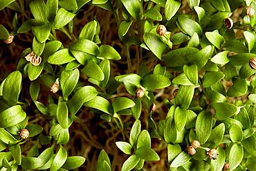 Close up of germinating coriander seed microgreens