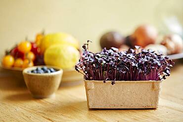 Microgreens growing in a tray