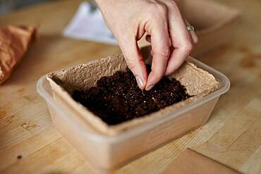 Hand placing seeds in compost tray on kitchen table