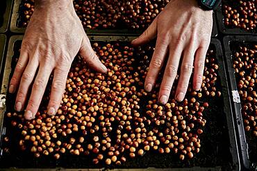 Man tending trays of pea seeds in urban farm