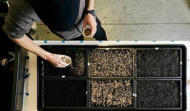 Man tending trays of pea seeds in urban farm