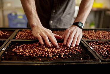 Man's hands arranging pea seeds in seed tray in urban farm