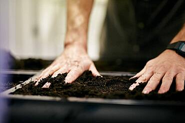 Man's hands preparing seed bed tray with compost