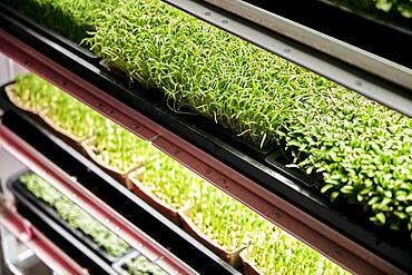 Trays of microgreen seedlings growing in urban farm