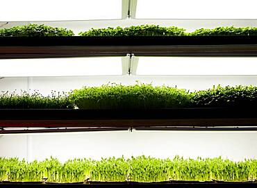 Trays of microgreen seedlings growing in urban farm