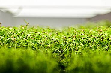 Close up of tightly packed coriander seedlings growing in urban farm