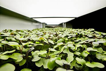 Close up of tightly packed microgreen seedlings in urban farm