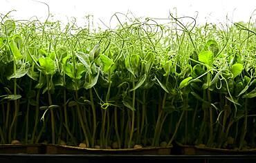 Side view of tightly packed pea seedlings growing in urban farm