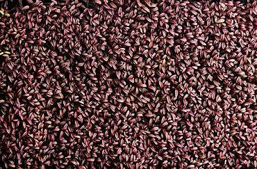 Tightly packed Amaranth Aztec microgreen seedlings shot from above