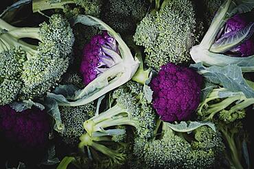 High angle close up of freshly picked green and purple broccoli.