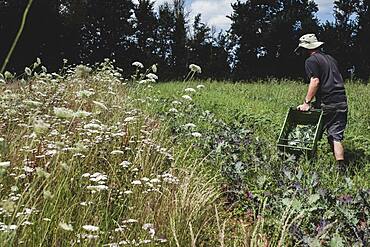 Man walking in a field, carrying plastic crate, harvesting vegetables.