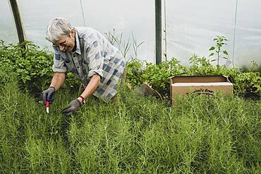 Woman kneeling in a poly tunnel, harvesting fresh herbs.