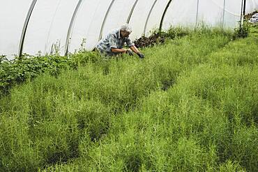 Woman kneeling in a poly tunnel, harvesting fresh herbs.