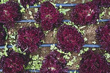 High angle close up of rows of red leaf lettuce in a field.