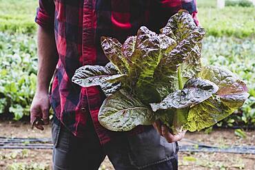 Farmer in a field, holding freshly picked purple leaf lettuce.