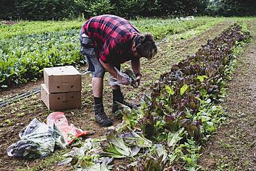 Man standing in a field, harvesting purple leaf lettuce.