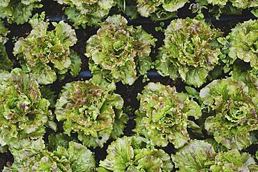 High angle close up of green lettuce.