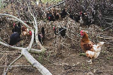 Flock of black and brown chickens pecking among branches of fallen tree.