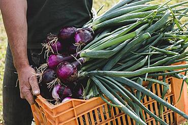 Farmer holding orange plastic crate with freshly picked red onions.