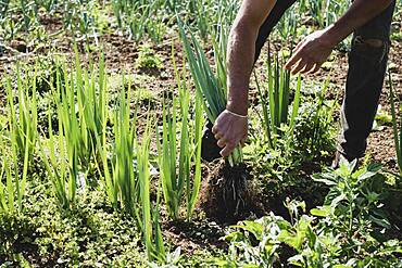 Farmer standing in a field harvesting spring onions.