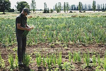 Farmer standing in a field harvesting spring onions.