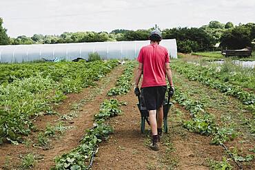 Rear view of farmer walking along field, pushing wheelbarrow.