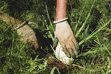 High angle close up of farmer harvesting fennel.