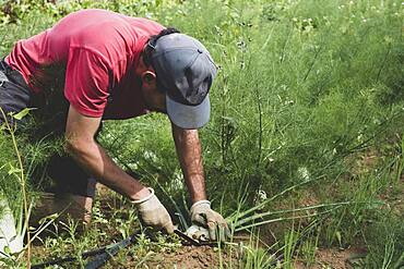 Farmer kneeling in a field, harvesting fennel.