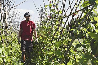 Farmer walking along rows of runner beans.