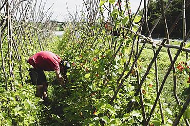 Farmer harvesting runner beans.