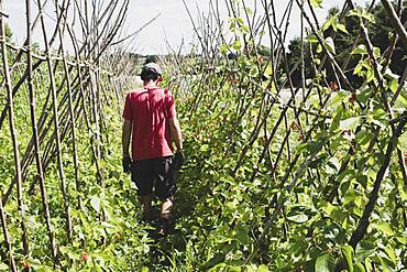 Rear view of farmer walking along rows of runner beans.